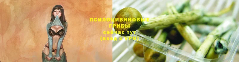 блэк спрут маркетплейс  Ахтубинск  Галлюциногенные грибы Psilocybine cubensis 